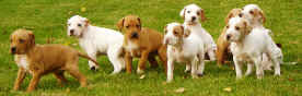 Cachorros Pointer de Alcatea