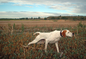 Ara de Alcatea