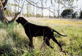 Fernglen Dark Folly