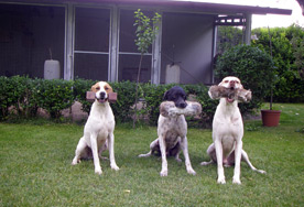 Gaspi, Arco y Neit de Alcatea