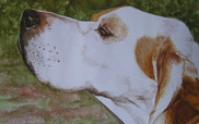 acuarela pointer